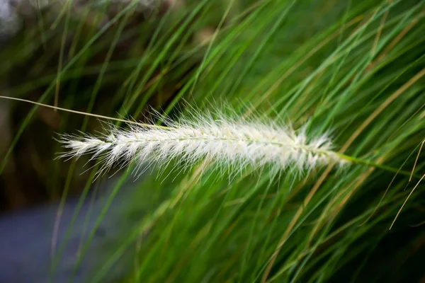 Brunnen Gras Penissetum Setacum Garten — Stockfoto