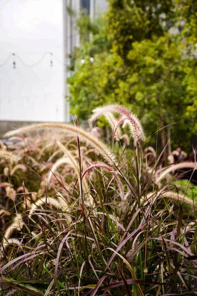 Bahçedeki fıskiyeler penissetum setakum.