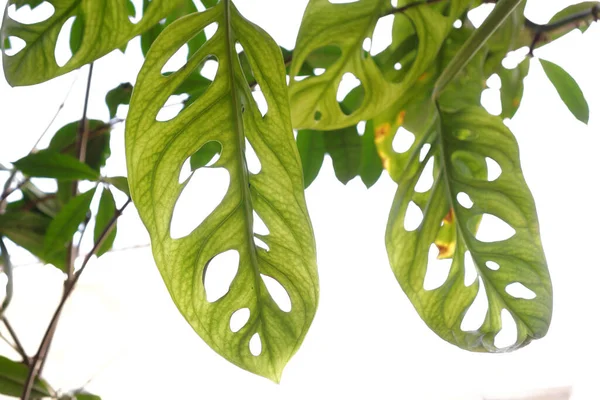 Monstera adansonii yaprakları, yapraklarında delikler olan eşsiz bir bitki.
