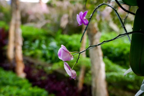 Lila Magnolienblütenpflanzen Mit Garten Hintergrund — Stockfoto