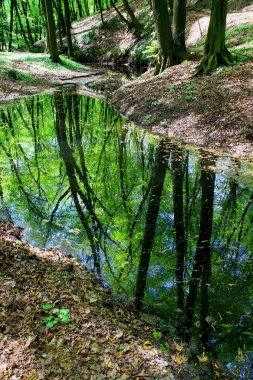 İlkbaharda Ukrayna 'nın başkenti Kyiv' deki Holosiivskyi Parkı 'nda bir dere.