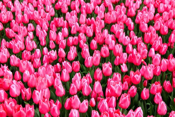 Migliaia Tulipani Rosa Brillante Goztepe Park Durante Tulip Festival Istanbul — Foto Stock