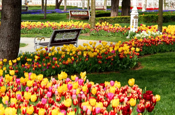 Tausende Leuchtend Gelbe Rosa Und Rote Tulpen Goztepe Park Während — Stockfoto