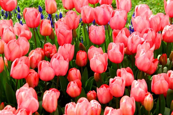 Tulipas Vermelhas Rosa Brilhantes Goztepe Park Durante Festival Tulipa Istambul — Fotografia de Stock