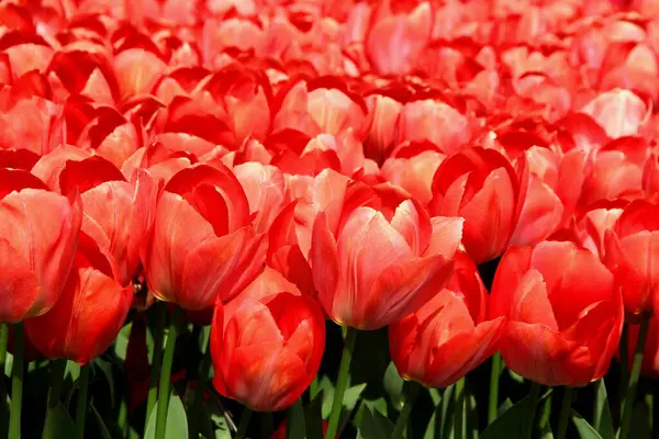 Milhares Tulipas Vermelhas Brilhantes Goztepe Park Durante Festival Tulipa Istambul — Fotografia de Stock