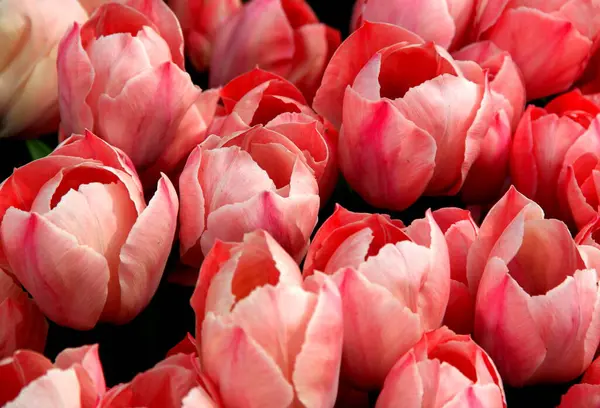 Luminosi Tulipani Rosa Piena Fioritura Vicino Goztepe Park Durante Tulip — Foto Stock