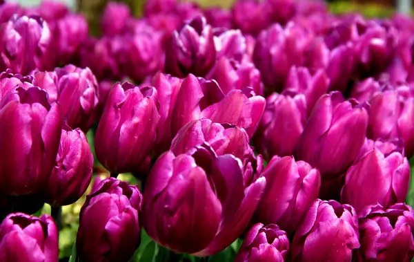Яркие Фиолетовые Тюльпаны Закрываются Парке Гозтепе Время Фестиваля Тюльпанов Стамбуле — стоковое фото