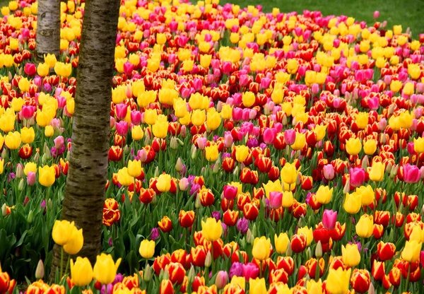 Miles Tulipanes Color Amarillo Brillante Rosa Rojo Goztepe Park Durante —  Fotos de Stock