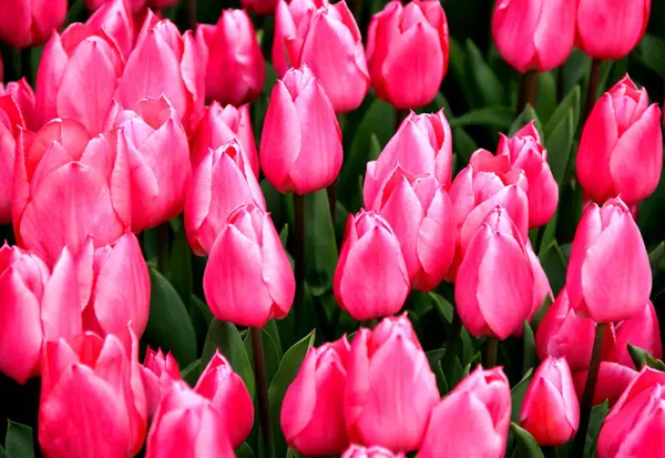 Luminosi Tulipani Rosa Vicino Goztepe Park Durante Tulip Festival Istanbul — Foto Stock