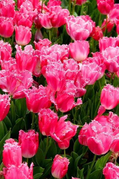 Tulipas Rosa Brilhantes Com Pétalas Bordas Fofas Fecham Goztepe Park — Fotografia de Stock