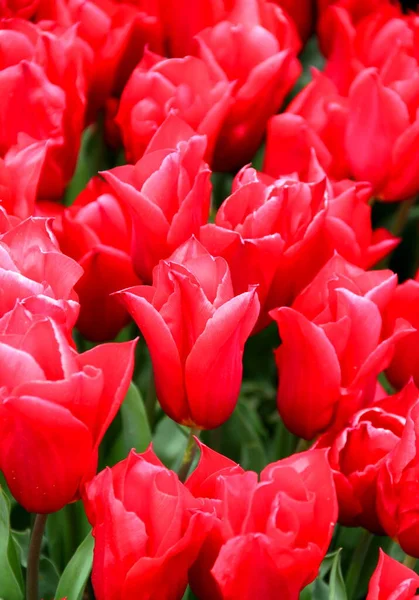 Tulipas Vermelhas Brilhantes Fecham Goztepe Park Durante Festival Tulipa Istambul — Fotografia de Stock