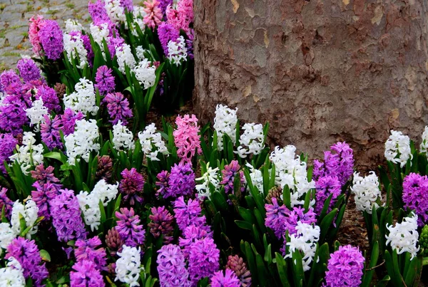 Purple Pink White Hyacinths Full Bloom Background Tree Trunk Spring — стоковое фото