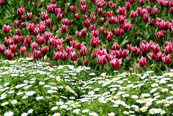 Bright Red White Tulips Full Bloom Snow White Chamomiles Foreground — Fotografia de Stock