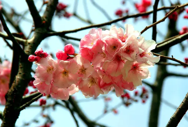 Ramos Árvore Cereja Branca Rosa Sakura Plena Floração Fundo Céu — Fotografia de Stock