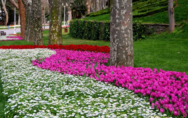 Thousands Bright Pink Red Tulips Full Bloom Snow White Chamomiles — Foto de Stock