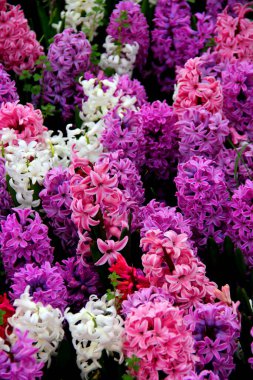 Purple, pink and white hyacinths in full bloom close up in spring in Gulhane Park in Istanbul, Turkey