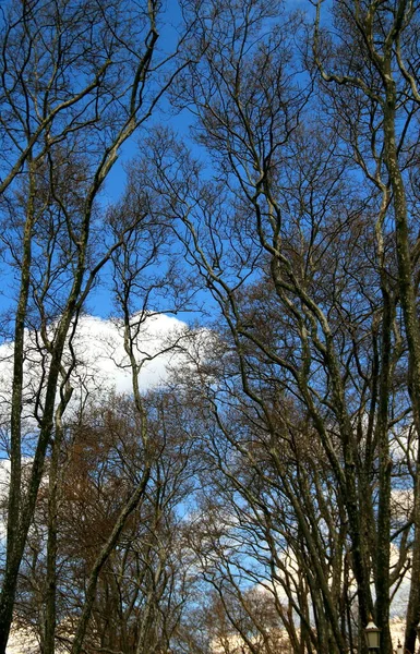 Schöner Blauer Himmel Mit Weißen Wolken Und Ästen Hintergrund Frühen — Stockfoto