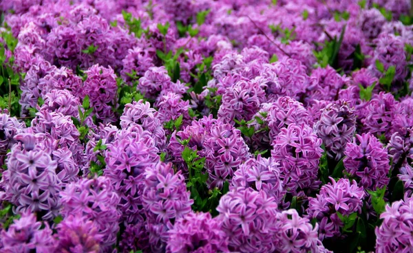 Bright Purple Hyacinths Full Bloom Early Spring Gulhane Park Istanbul — Stock Photo, Image