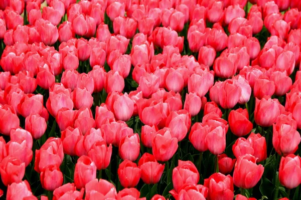 Migliaia Tulipani Rosso Vivo Rosa Nel Parco Emirgan Durante Tulip — Foto Stock