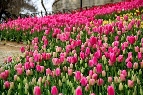 Prato Con Migliaia Tulipani Rosa Brillante Nel Parco Emirgan Istanbul — Foto Stock