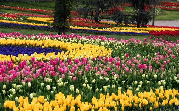 Prato Con Migliaia Tulipani Gialli Rosa Rossi Nel Parco Emirgan — Foto Stock