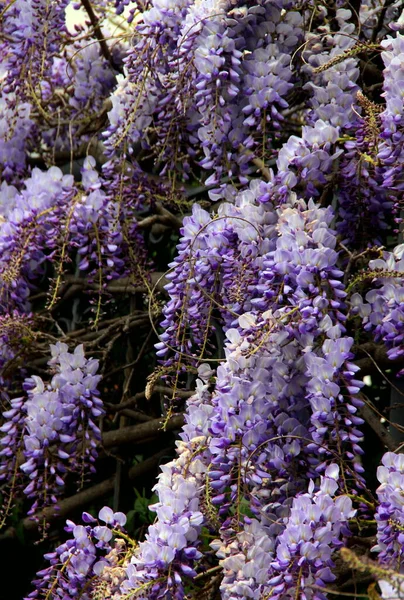 Piękna Purpurowa Wisteria Pełnym Rozkwicie Wiosną Ulicy Stambule Turcja — Zdjęcie stockowe