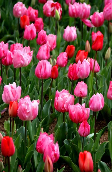 Ярко Розовые Красные Тюльпаны Полном Цвете Парке Эмирган Время Фестиваля — стоковое фото