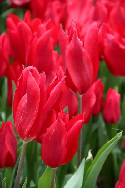 Tulipas Vermelhas Brilhantes Fecham Emirgan Park Durante Festival Tulipa Istambul — Fotografia de Stock