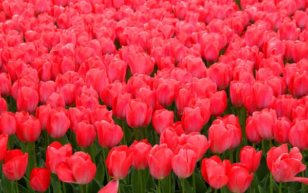 Тысячи Ярко Красных Тюльпанов Парке Эмирган Время Фестиваля Тюльпанов Стамбуле — стоковое фото