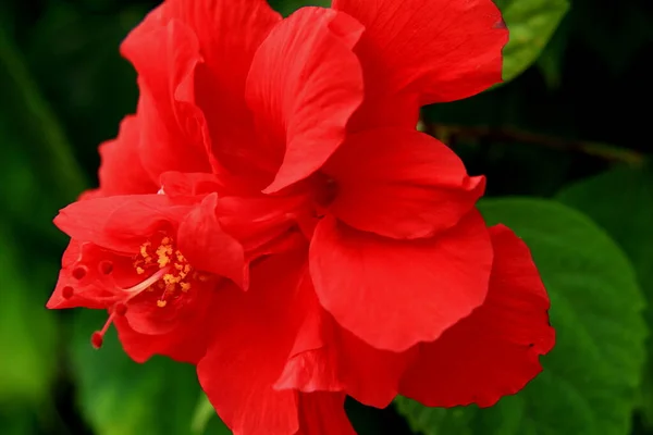 Μεγάλο Φωτεινό Κόκκινο Λουλούδι Ιβίσκος Κοντά Ένα Από Πάρκα Στο — Φωτογραφία Αρχείου