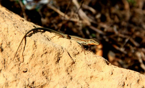 Küçük kahverengi benekli kertenkele, Malta 'nın Gozo adasında kurumuş ot ve taşların arka planına karşı maske takıyor.
