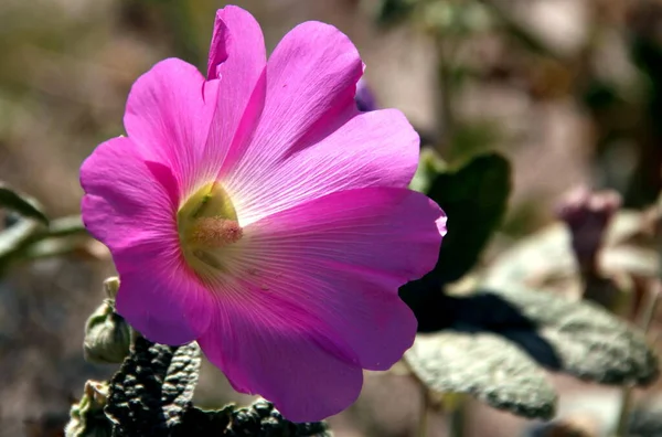 Beautiful Purple Flower Full Bloom Close White Valley Baglidere Towns — Foto de Stock