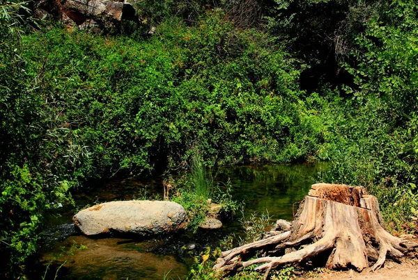 Çevresindeki yeşil ağaçları yansıtan bir nehir manzarası, ve ortada bir taş, aynı zamanda Türkiye 'nin Kapadokya Vadisi, Ihlara Vadisi' nde ön planda pitoresk bir kütük.