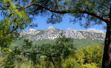 Türkiye 'nin Antalya kenti yakınlarındaki çam ağaçlarının dalları arasında berrak mavi bir arkaplan üzerindeki dağların resimli görüntüsü