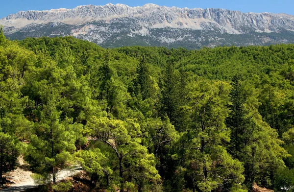 Türkiye 'nin Antalya kentindeki Tazi Kanyonu yakınlarındaki yoğun yeşil çam ormanlı dağların manzarası