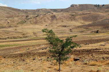 Türkiye 'nin Doğu Anadolu bölgesindeki Van kenti yakınlarındaki ıssız bir dağ ve kumsal manzarasına karşı yapayalnız yeşil ağaç