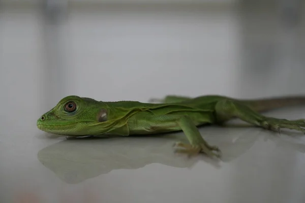 Iguana Verde Bambino Sul Pavimento Una Casa Colima Messico — Foto Stock