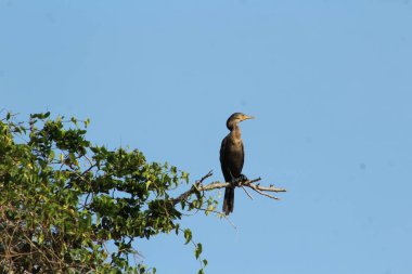 Ağaçta poz veren kuş, ormanın içinde nayarit kıyısı.