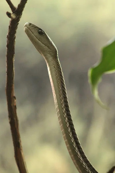 black mamba vivora, one of the most dangerous in Africa.