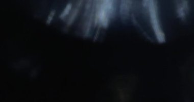 Gullible Light Leaks Transition Overlay 60fps