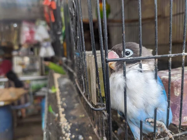 Pájaro Amor Una Jaula Que Está Siendo Vendido Por Vendedor — Foto de Stock