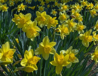 Çiçek bahçesinde sarı nergis çiçekleri