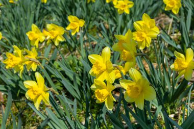 Çiçek bahçesinde sarı nergis çiçekleri