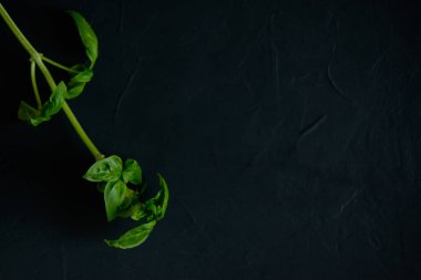 Gri arkaplanda fesleğen filizi