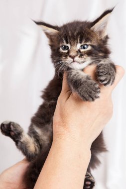 meinkun arka planda kedi yavrusu