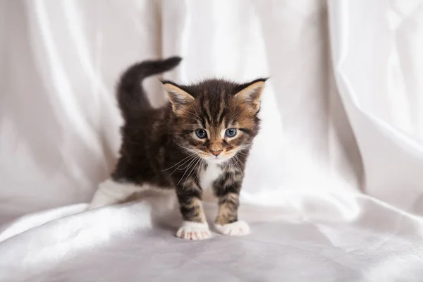 Meinkun Kätzchen Auf Einem Hintergrund — Stockfoto