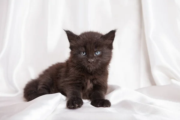 Meinkun Kätzchen Auf Einem Hintergrund — Stockfoto