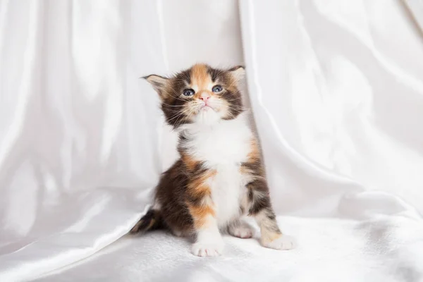 Gatinho Meinkun Contexto — Fotografia de Stock