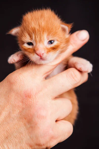 Gatinho Meinkun Contexto — Fotografia de Stock