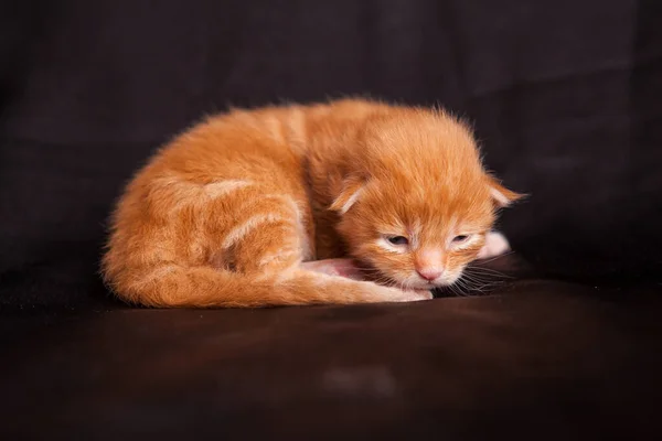 Gatinho Meinkun Contexto — Fotografia de Stock